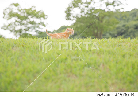 子猫 34676544