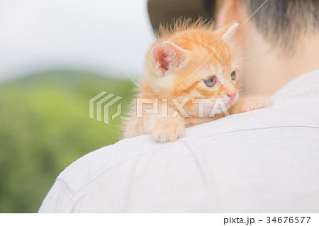 子猫 子猫 34676577