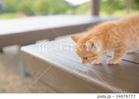 子猫 子猫 34676777