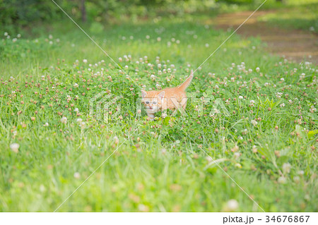 子猫 子猫 34676867