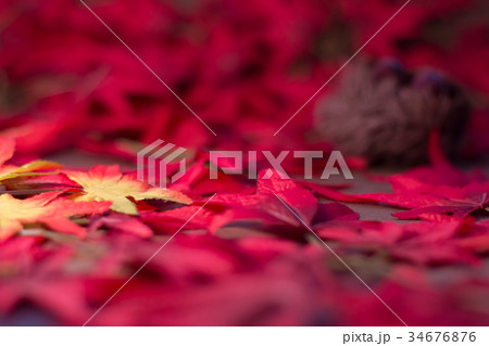 紅葉　栗 テクスチャー　フェイク　CG素材　ライティング 34676876