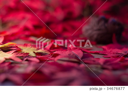 紅葉　栗 テクスチャー　フェイク　CG素材　ライティング 34676877