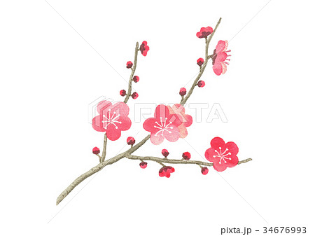 梅の花と枝のイラスト素材 34676993 Pixta