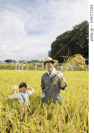 稲刈りイメージ 34677283
