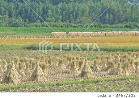 秋の田園風景 秋の田園風景 34677305