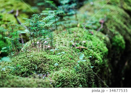 白駒池の苔と原生林の森 34677535