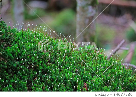 白駒の森のセイタカスギゴケ 白駒の森のセイタカスギゴケ 34677536