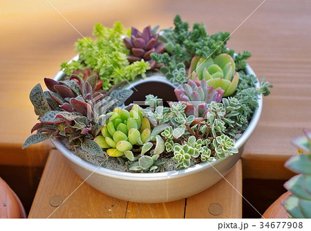 多肉植物の寄せ植え 多肉植物の寄せ植え 34677908