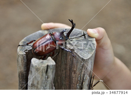 カブトムシに触る子供の手 34677914