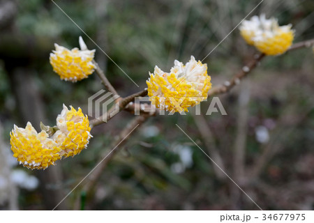 ミツマタ 34677975