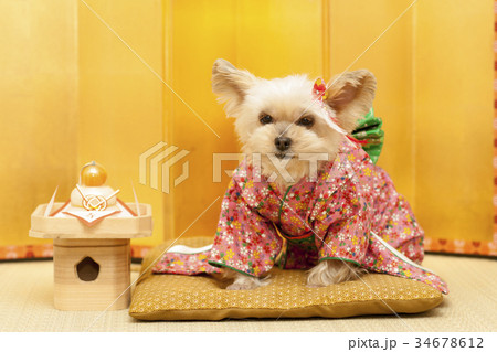 ヨークシャーテリア お正月イメージの写真素材