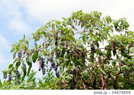 ヨウシュヤマゴボウ 34678809