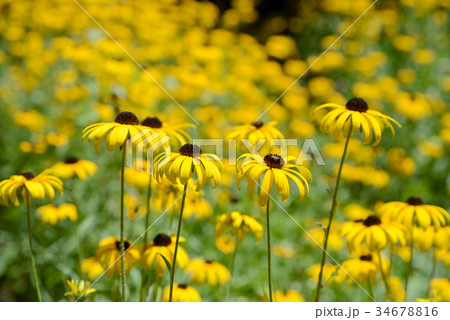 ルドベキア 34678816