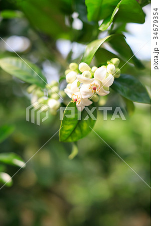 水晶文旦の花 受粉時期 水晶文旦の花 受粉時期 34679354
