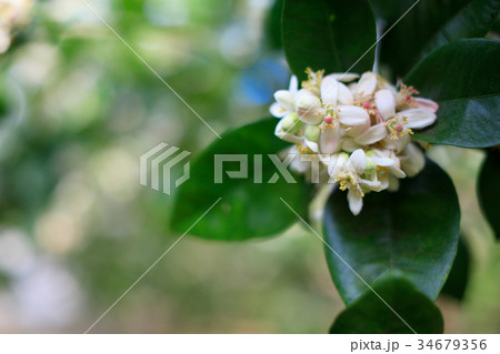 水晶文旦の花　受粉時期 34679356
