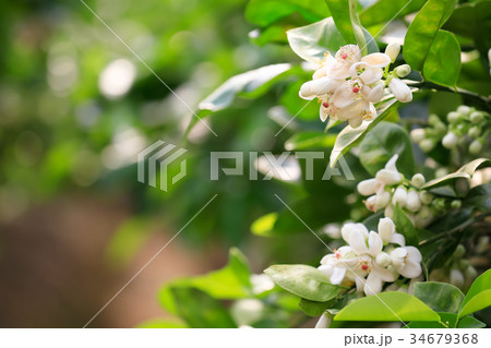 水晶文旦の花　受粉時期 34679368