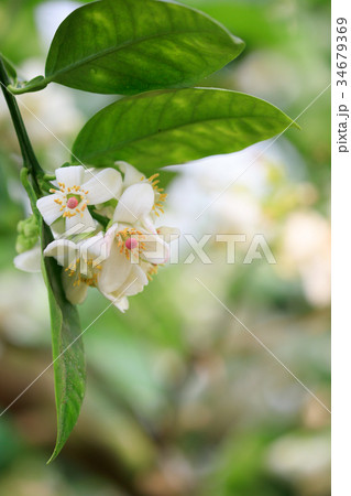 水晶文旦の花　受粉時期 34679369