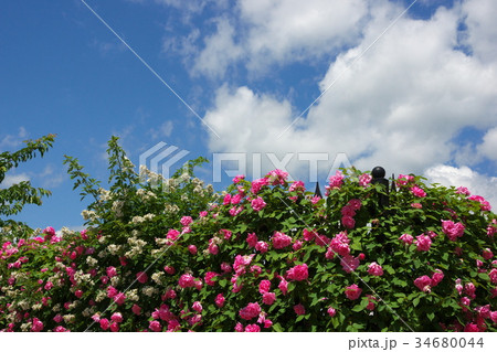 信州なかのバラまつり2017 信州なかのバラまつり2017 34680044