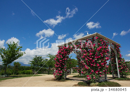 信州なかのバラまつり2017 信州なかのバラまつり2017 34680045