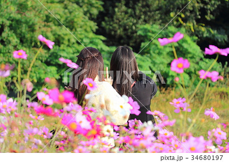 コスモス畑のふたりの女の子後ろ姿の写真素材