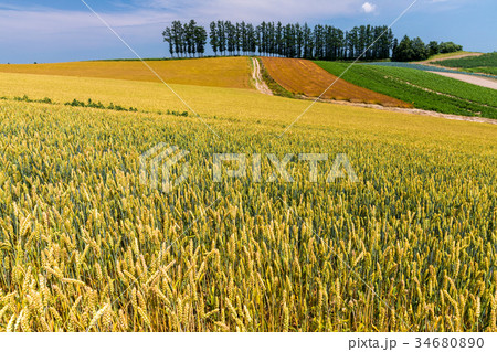 赤麦の丘 34680890