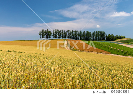 赤麦の丘 34680892