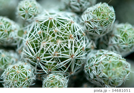 ミニサボテン 34681051