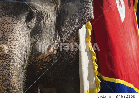 Decorated elephants in Jaleb Chowk in Amber Fort 34682159