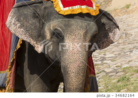 Decorated elephants in Jaleb Chowk in Amber Fort Decorated elephants in Jaleb Chowk in Amber Fort 34682164