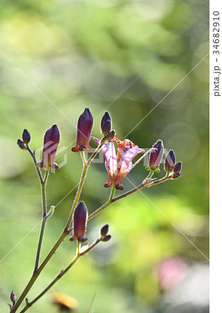 ホトトギス（杜鵑草） 34682910