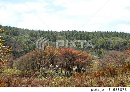 秋の井戸湿原 34683078