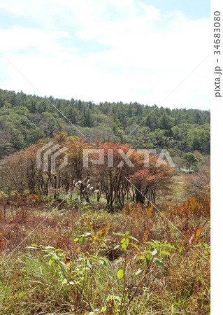 秋の井戸湿原 34683080