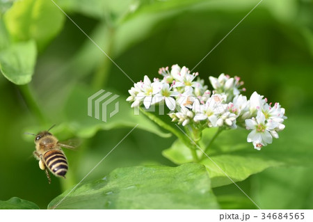 ミツバチとそばの花 そばの花 ソバの花 ミツバチ 自然 蜂蜜 昆虫 白い花 秋 ミツバチとそばの花 そばの花 ソバの花 ミツバチ 自然 蜂蜜 昆虫 白い花 秋 34684565