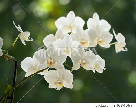 white orchids white orchids 34684965