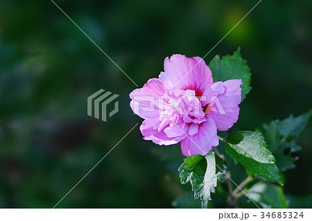 八重のムクゲの花の写真素材