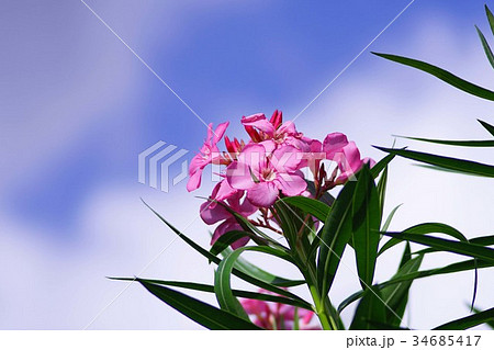 夾竹桃の花 34685417