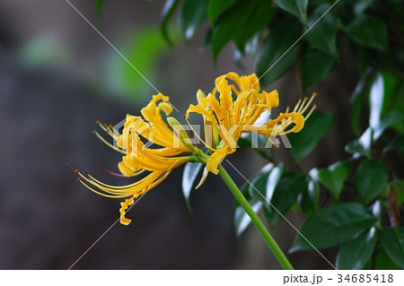 彼岸花 彼岸花 34685418