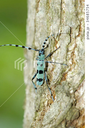 ルリボシカミキリ ルリボシカミキリ 34685754