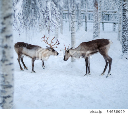 Reindeers in a winter landscape 34686099