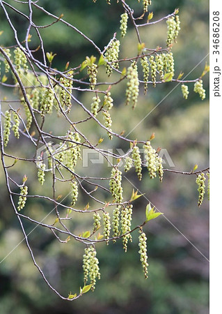 木の花　キブシ　春 34686208