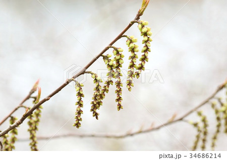 木の花 キブシ 春 木の花 キブシ 春 34686214