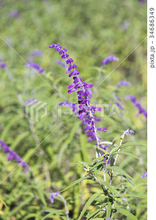 アメシストセージ アメシストセージ 34686349