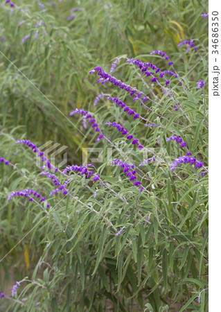 アメシストセージ 34686350