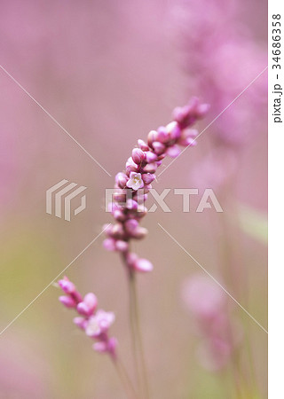 イヌタデ 34686358