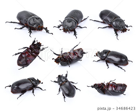 Beetles in nature ,Rhino beetle (Dynastinae) Beetles in nature ,Rhino beetle (Dynastinae) 34686423