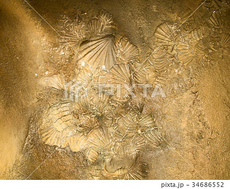 Shell sediment abstract 34686552