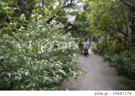 鎌倉 宝戒寺 萩 9月 鎌倉 宝戒寺 萩 9月 34687176
