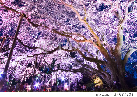 六義園、しだれ桜ライトアップ、早春の東京 六義園、しだれ桜ライトアップ、早春の東京 34687202