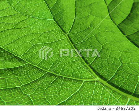 Leaf's Veinlet Texture Pattern Leaf's Veinlet Texture Pattern 34687205