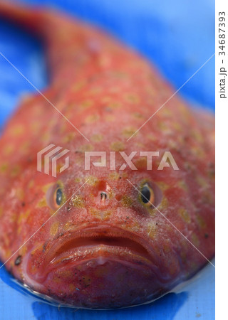 ミドリフサアンコウ　駿河湾で獲れた奇妙な深海魚　静岡県戸田漁港 34687393